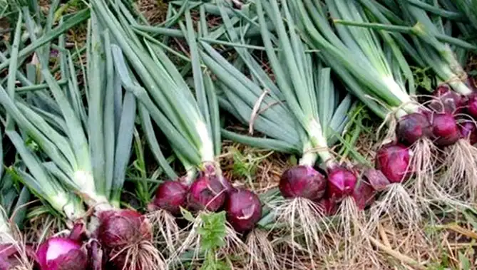 प्याज_फोड़ो_स्वास्थ्य_बचाओ