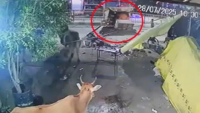 बरेली में दो सांडों की जबरदस्त भिड़ंत