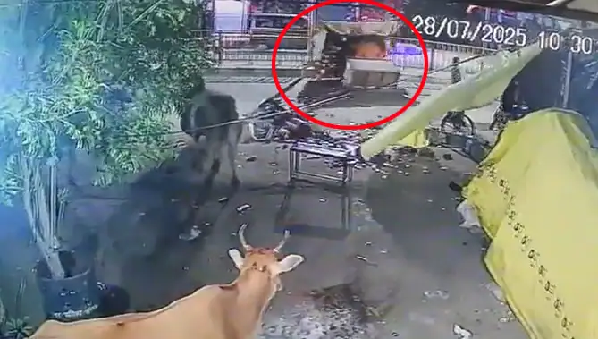 बरेली में दो सांडों की जबरदस्त भिड़ंत