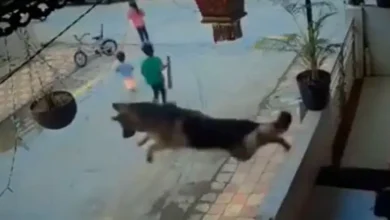 Viral Video: बच्चों को बचाने के लिए कुत्ता बना सुपरहीरो, बिल्डिंग से लगाई छलांग