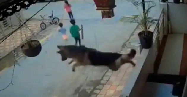 Viral Video: बच्चों को बचाने के लिए कुत्ता बना सुपरहीरो, बिल्डिंग से लगाई छलांग