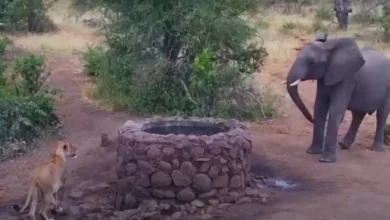 Elephant vs Lioness viral video