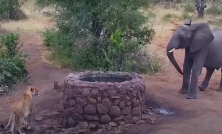Elephant vs Lioness viral video