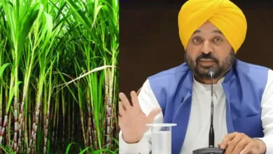 Punjab Sugarcane MSP 2025