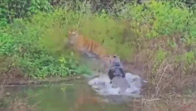 TigerVsCrocodile